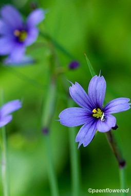 Narrow-leaved blue-eyed-grass